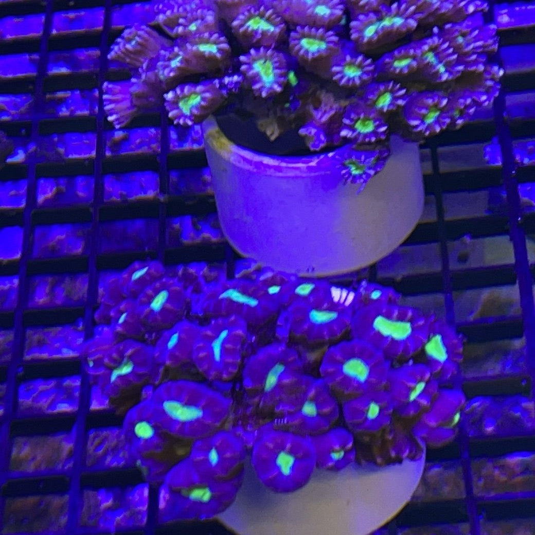 Red and Green Candy Cane Coral (Caulastrea)