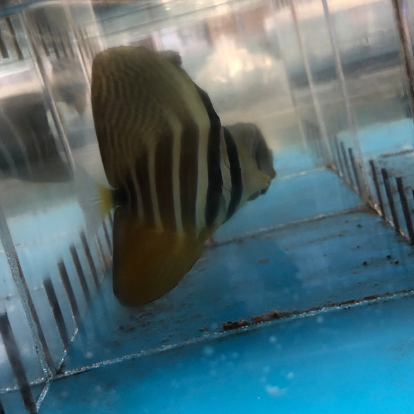 Sailfin Tang (Zebrasoma Veliferum)