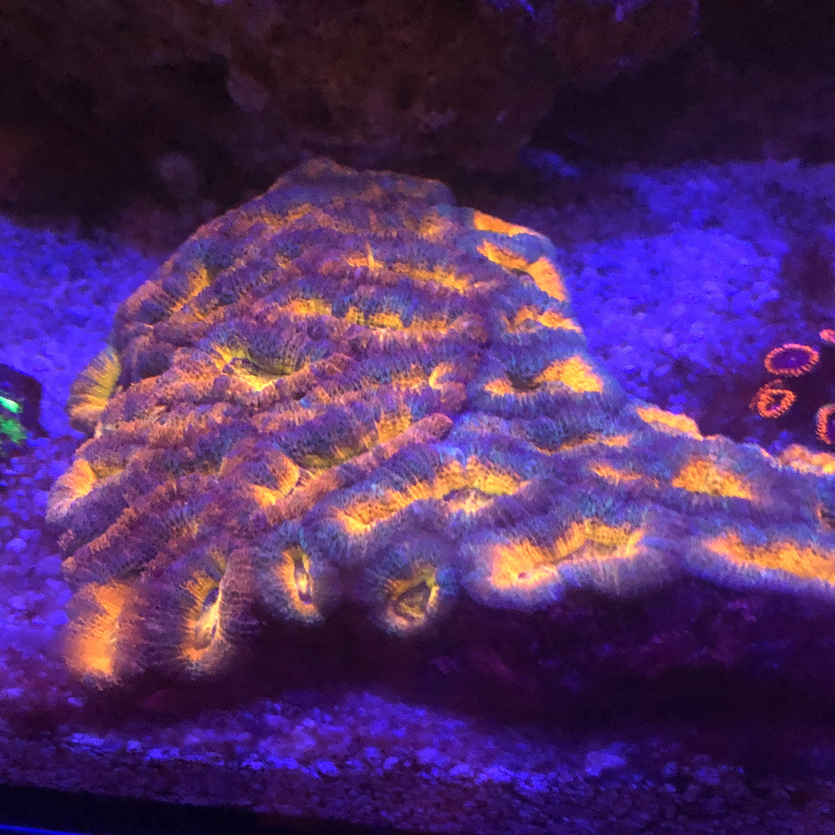 Orange Acanthastrea Coral (Acanthastrea Echinata)