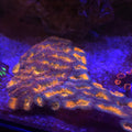 Orange Acanthastrea Coral (Acanthastrea Echinata)