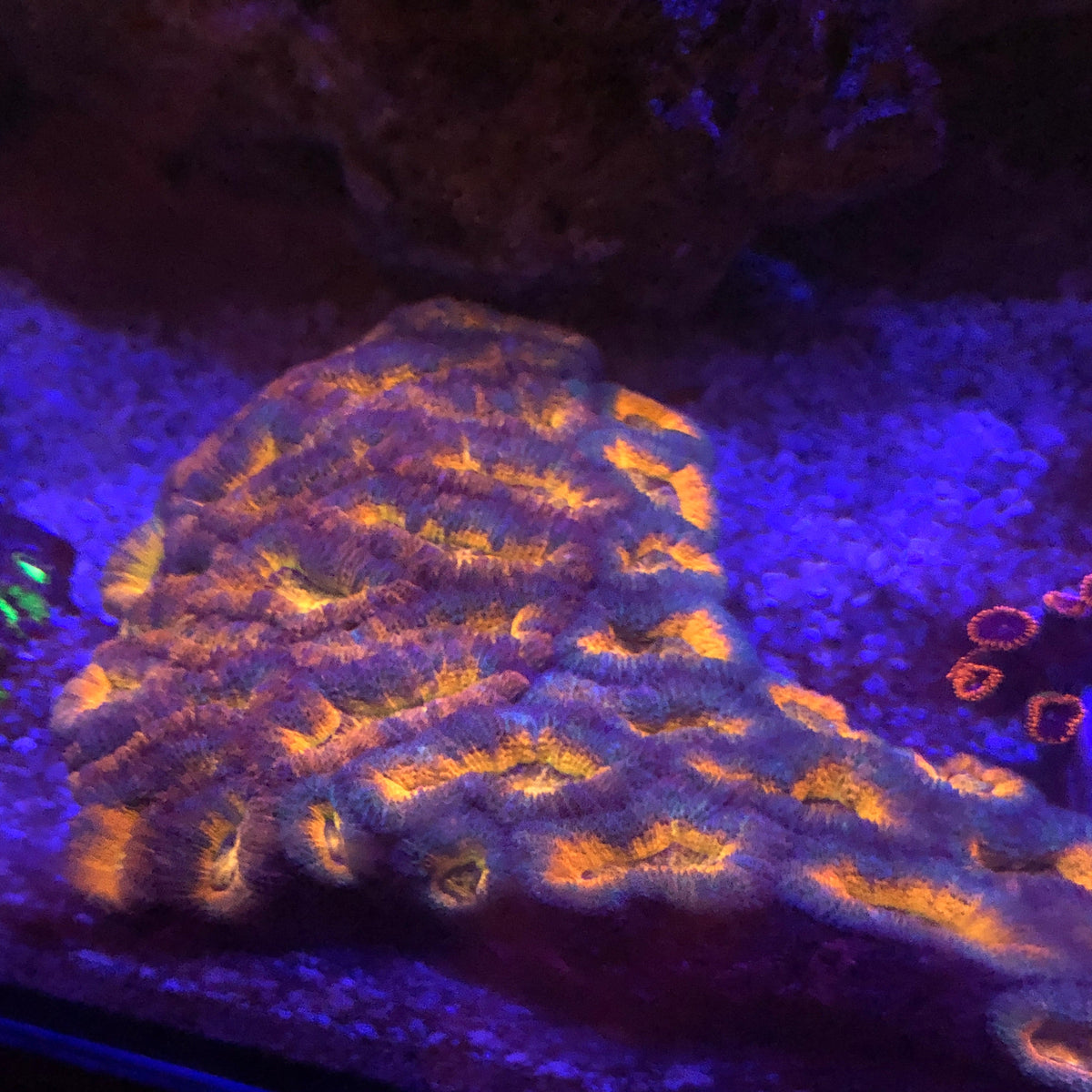 Orange Acanthastrea Coral (Acanthastrea Echinata)