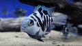 Blue Polar Parrotfish