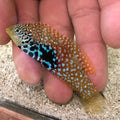 Blue Star Leopard Wrasse (Macropharyngodon Bipartitus)