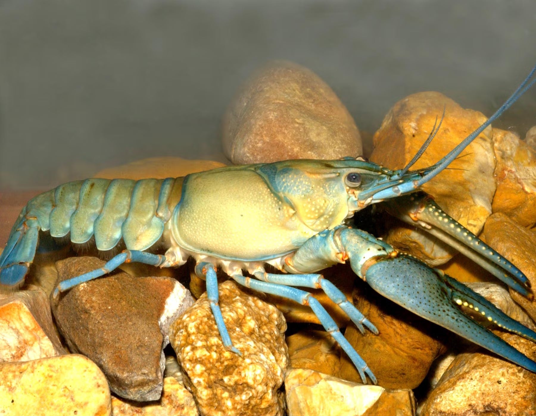 Live Aquariun Original Crayfish