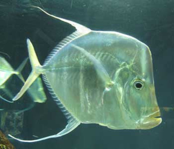 Look Down Fish (Selene Vomer)