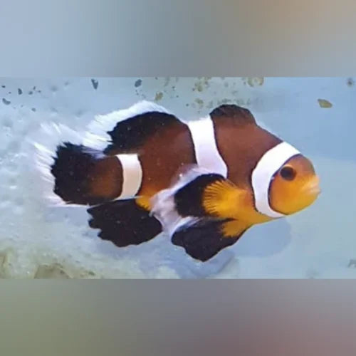 Mocha Longfin Clownfish (Amphiprion Ocellaris)