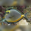 Naso Tang (Naso Lituratus)