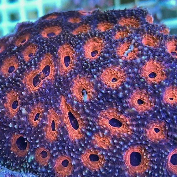 Orange Acanthastrea Coral (Acanthastrea Echinata)