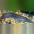 Striped Peacock Eel (Macrognathus Siamensis)