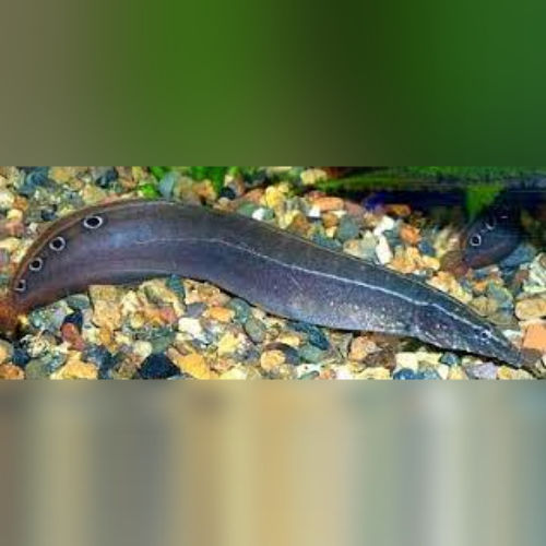 Striped Peacock Eel (Macrognathus Siamensis)