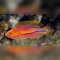 Pintail Fairy Wrasse (Cirrhilabrus Lanceolatus)
