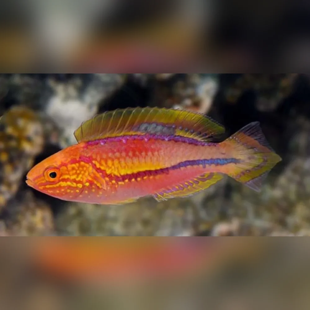 Pintail Fairy Wrasse (Cirrhilabrus Lanceolatus)