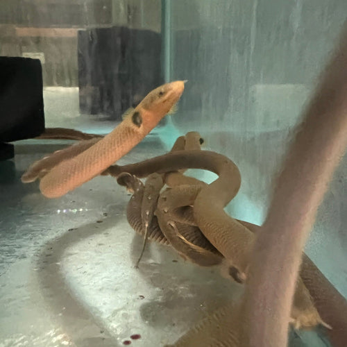 African Rope Fish (Erpetoichthys Calabaricus)