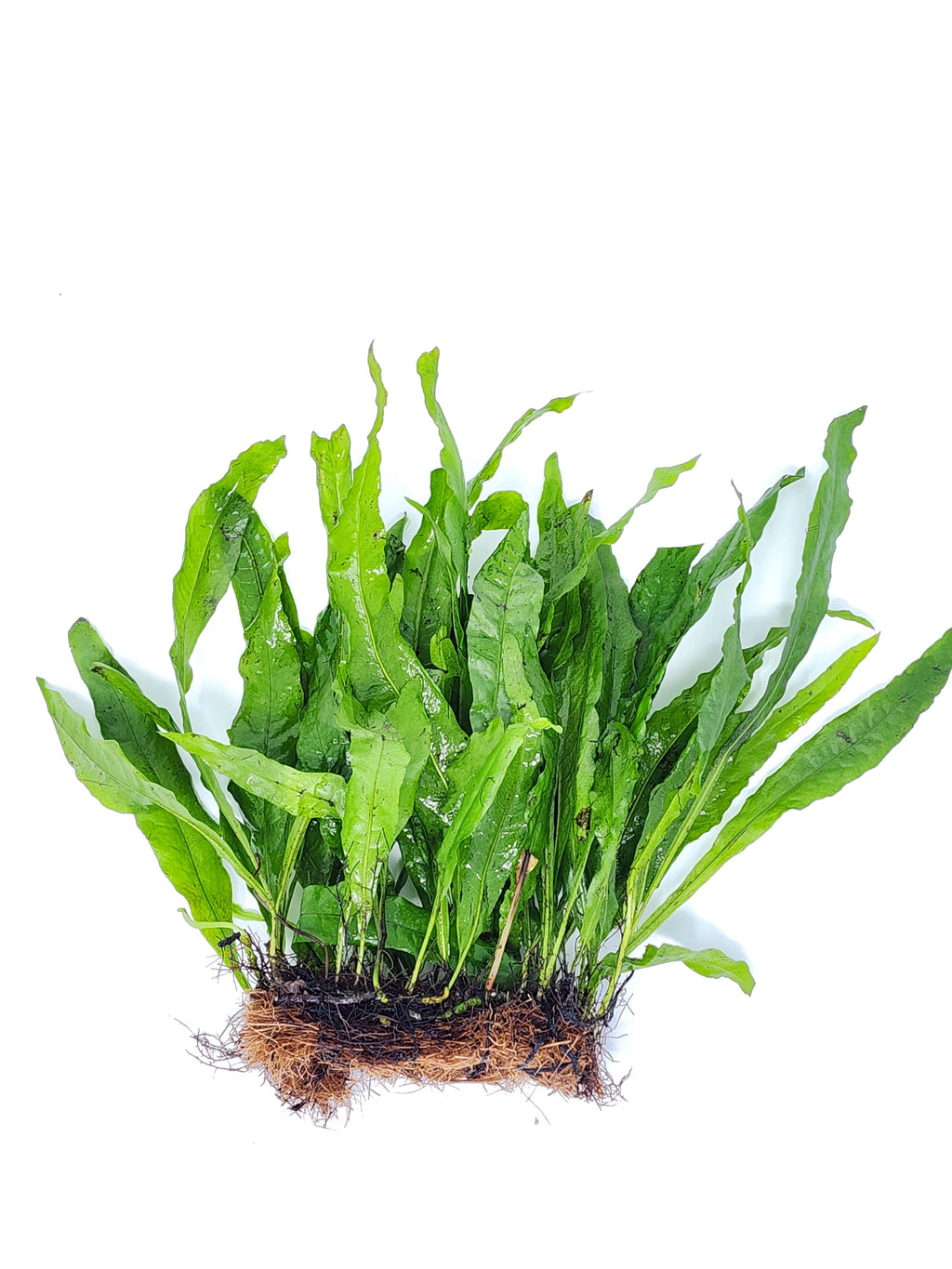 Java Fern Mats