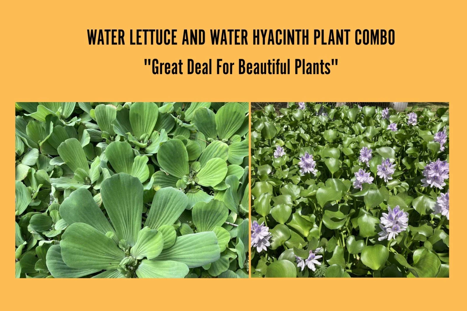 Water Hyacinth & Water Lettuce Plants Bundle - 5 Medium Floating Pond Plants - Eichhornia crassipes & Pistia stratiotes