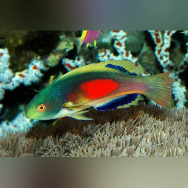 Scott's Fairy Wrasse (Cirrhilabrus Scottorum)