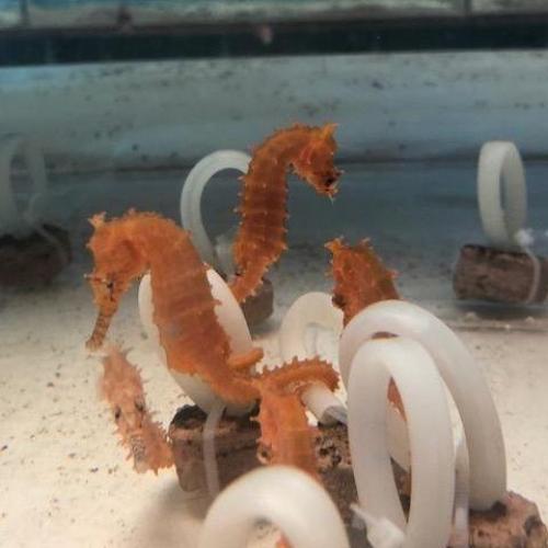 Orange Seahorse (Hippocampus Erectus)