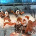 Orange Seahorse (Hippocampus Erectus)