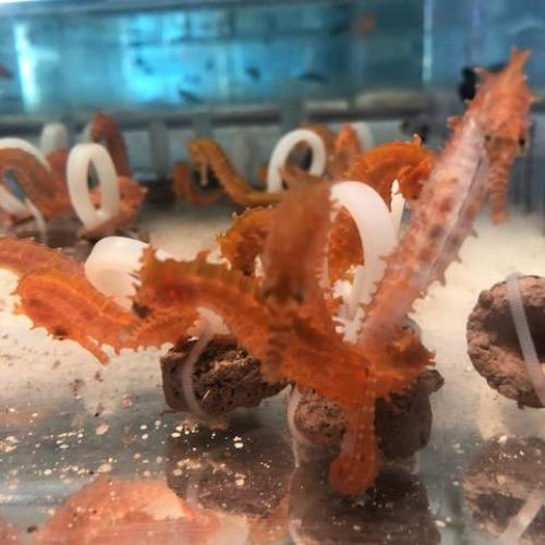 Orange Seahorse (Hippocampus Erectus)