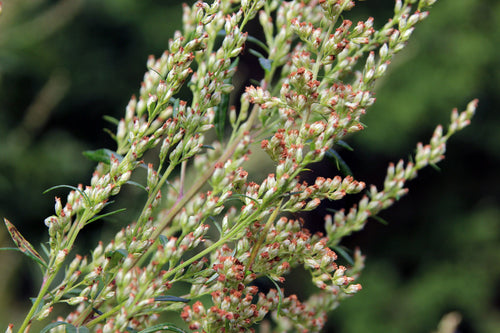 1000 COMMON MUGWORT Artemisia Vulgaris Wild Wormwood Herb Yellow Red Flower Seeds