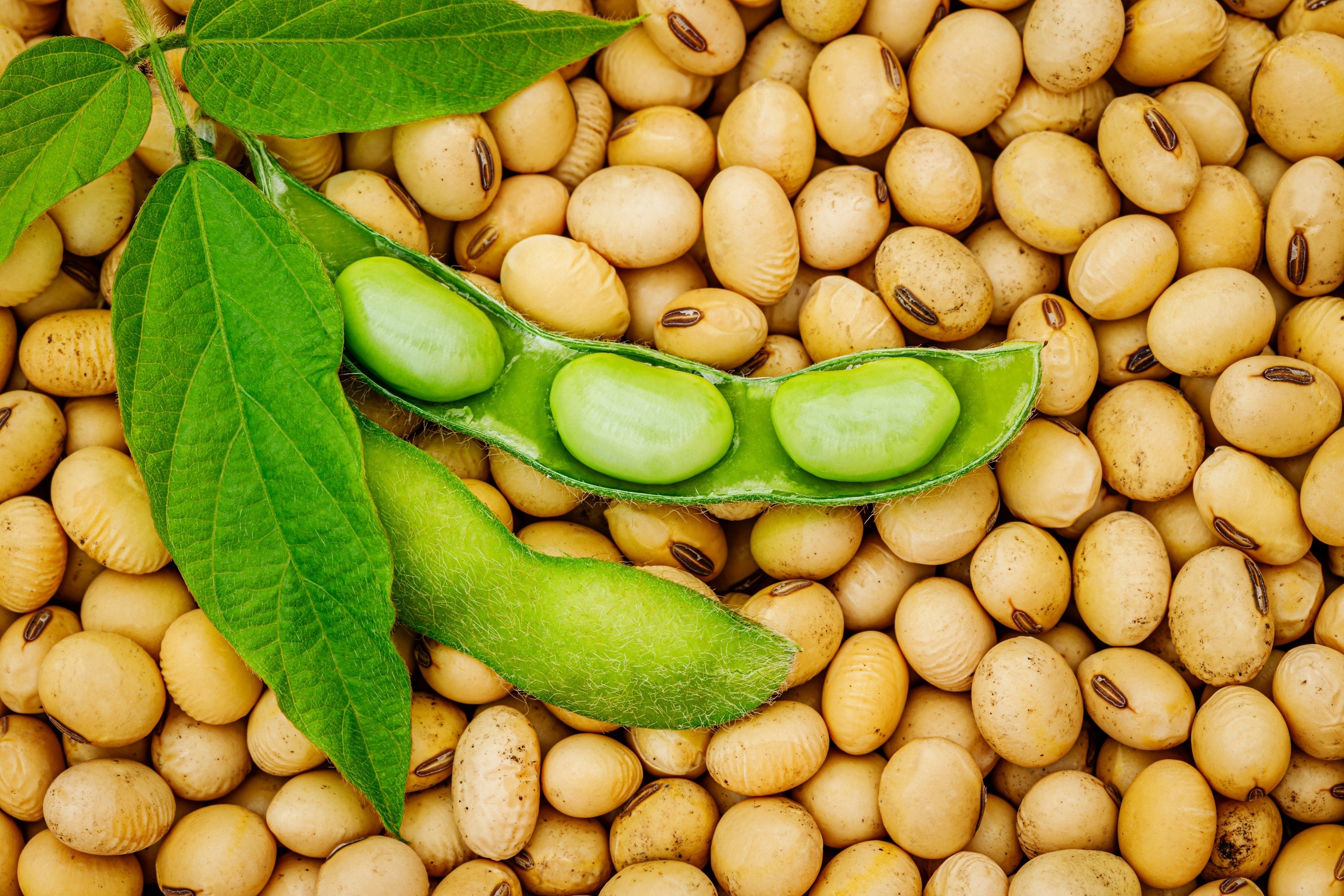 20 Edamame BE SWEET SOYBEAN Glycine Max Soy Bean Green / Yellow Vegetable Seeds