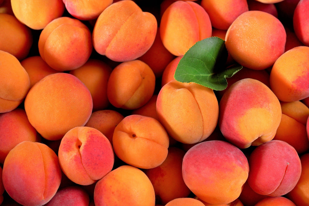 5 MANCHURIAN APRICOT Fruit Tree Flowering Prunus Mandshurica Seeds