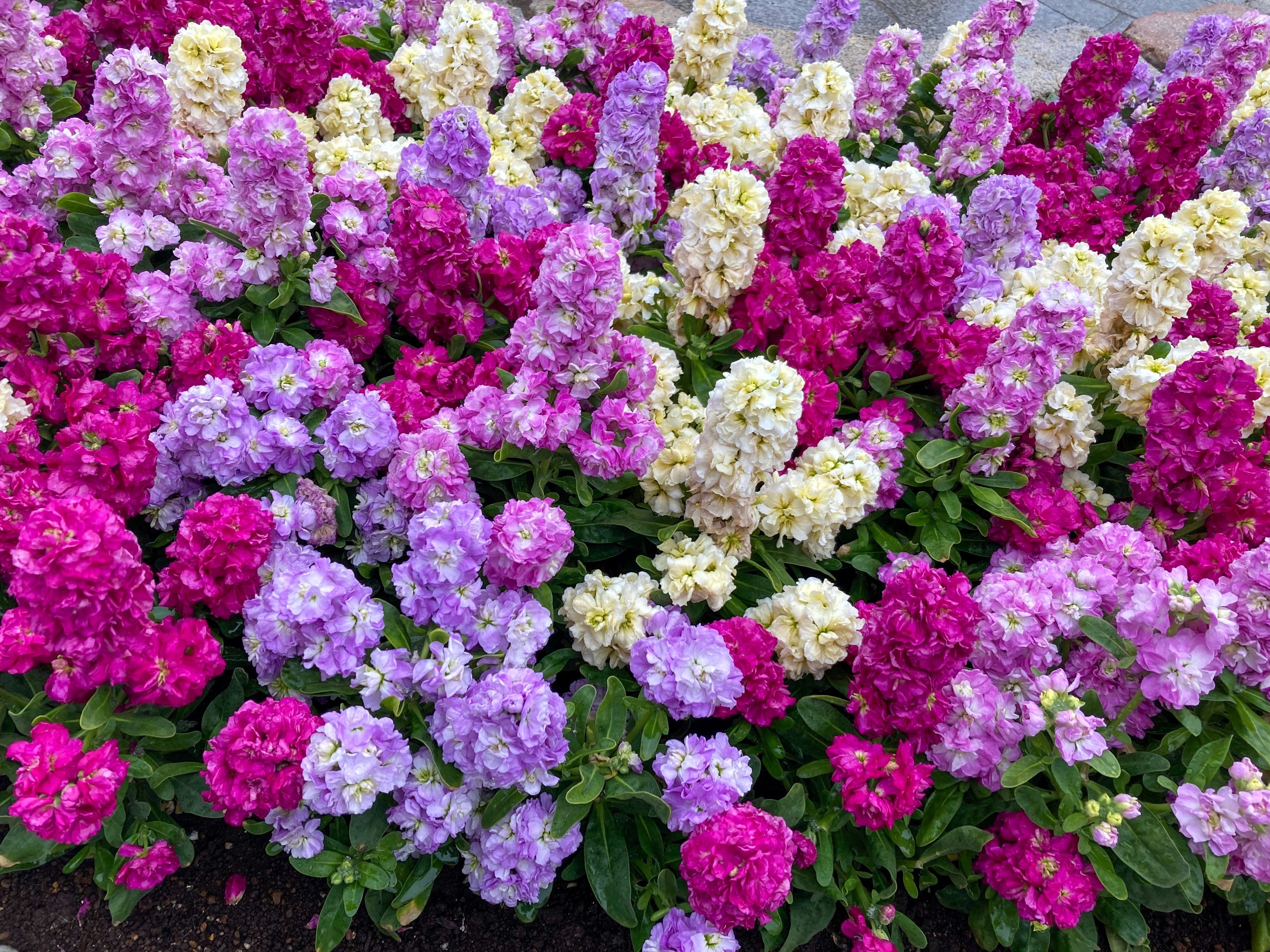 50 MIXED COLORS STOCK Matthiola Incana Ten-Week Gillyflower Blue White Pink Red Purple Seeds