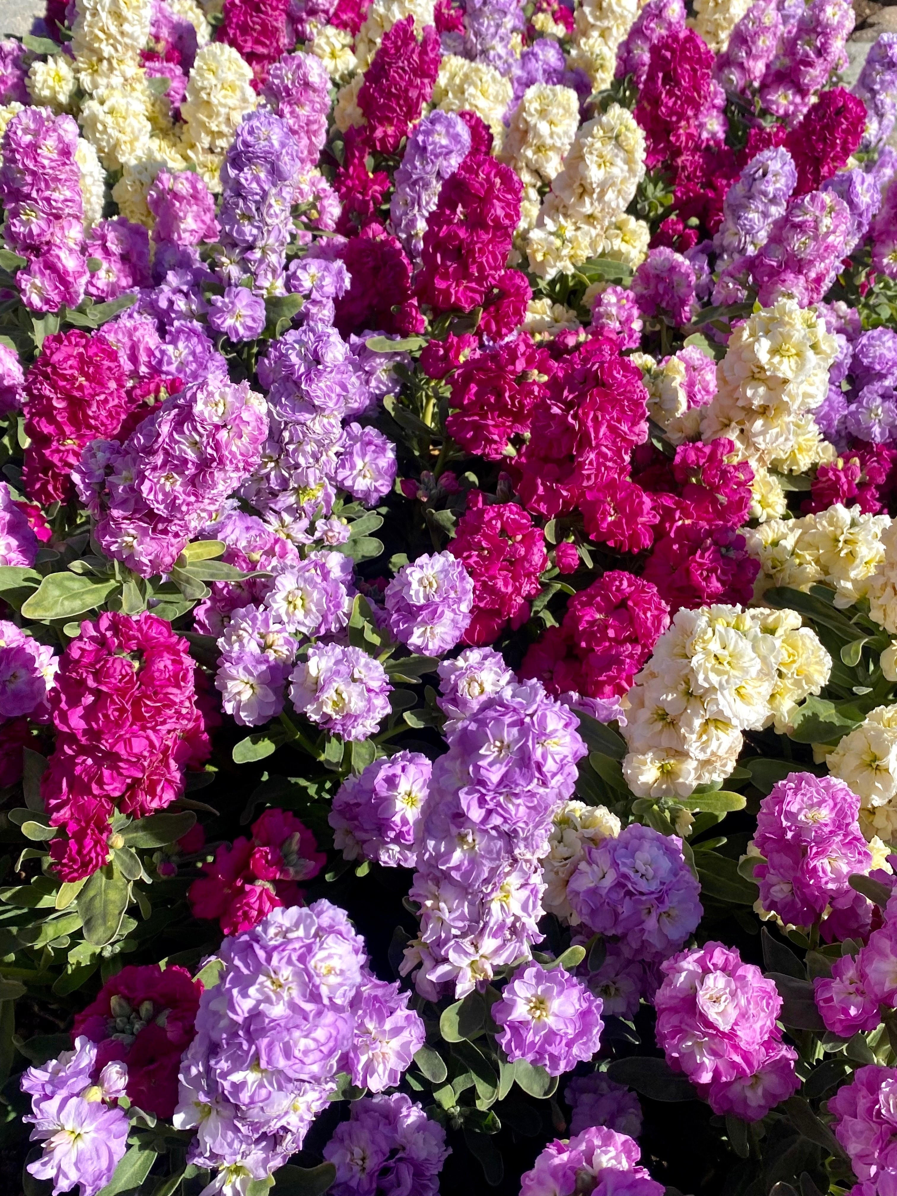 50 MIXED COLORS STOCK Matthiola Incana Ten-Week Gillyflower Blue White Pink Red Purple Seeds