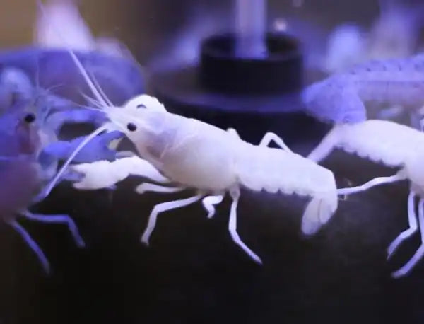 Live Aquarium Whiter Crayfish