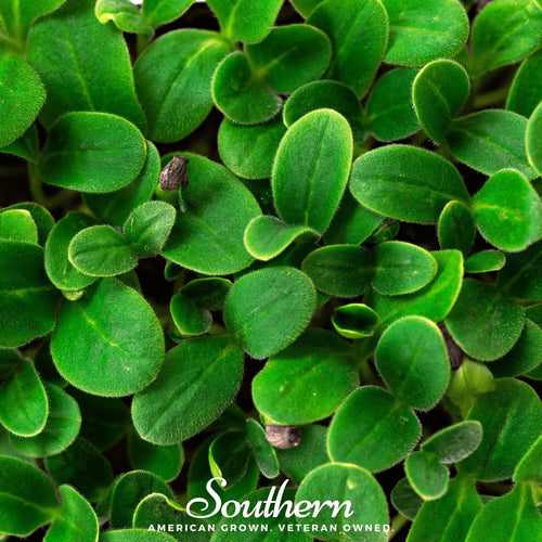 Black Oil Sunflower Sprout – 500 Seeds