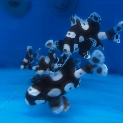 Spotted Sweetlips (Plectorhinchus Chaetodonoides)