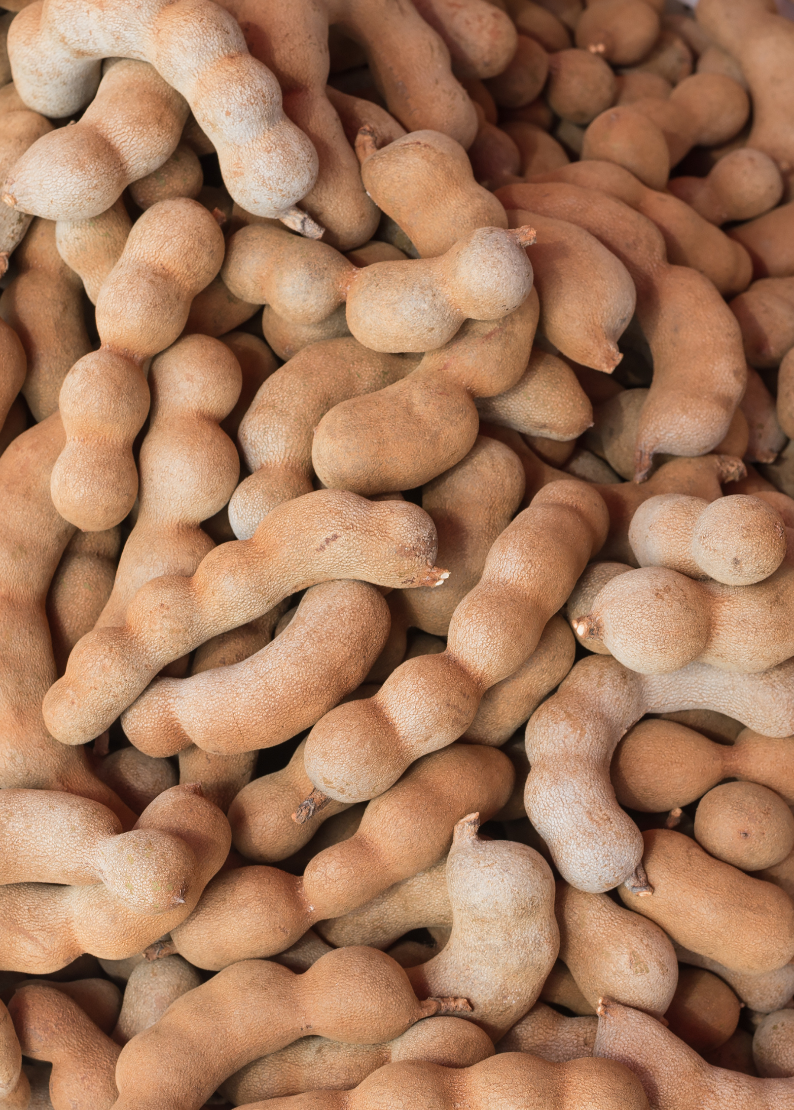 Tamarind, Tart (Tamarindus indica)