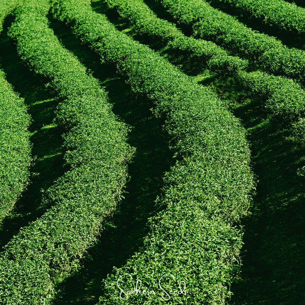 Tea Plant - 5 Seeds