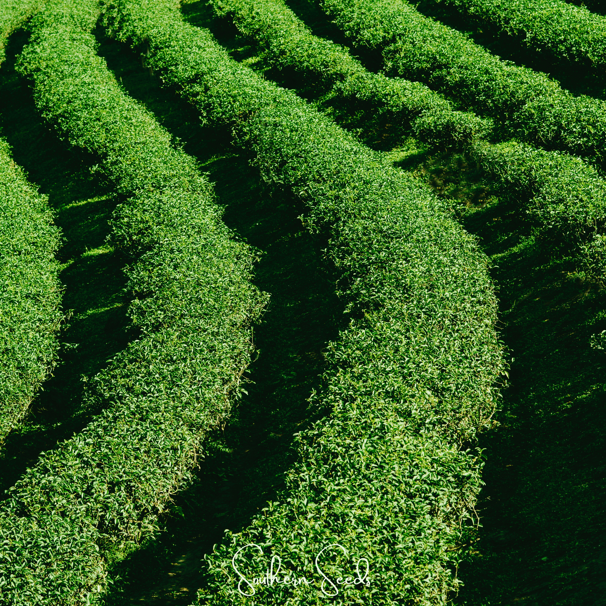 Tea Plant - 5 Seeds