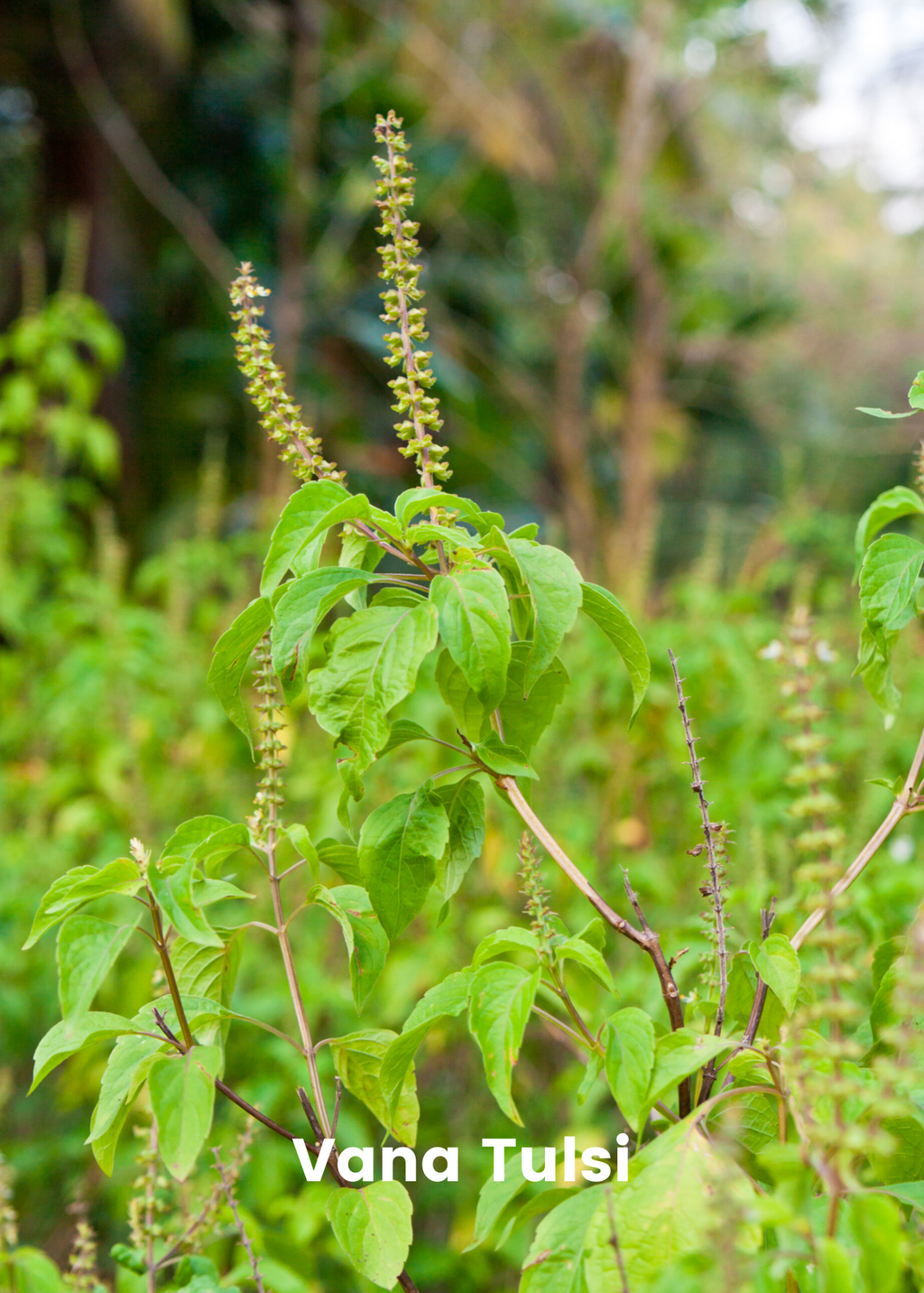 Adaptogen Herb Bundle: Gotu Kola, Skullcap, Ashwagandha, Tulsi