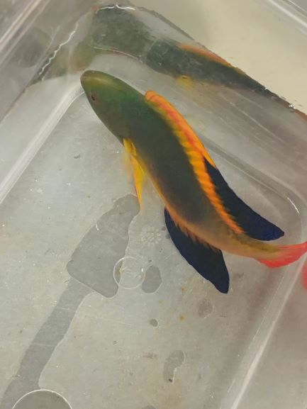 Scott's Fairy Wrasse (Cirrhilabrus Scottorum)