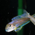 Kilesa Cichlid (Enentiopus Kilesa)