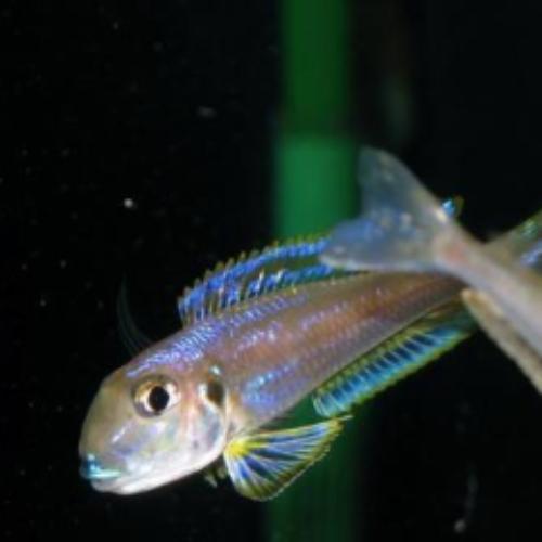 Kilesa Cichlid (Enentiopus Kilesa)
