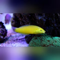 Yellow Coris Wrasse (Halichoeres Chrysus)