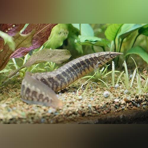 Zig Zag Eel (Macrognathus Aculeatus)